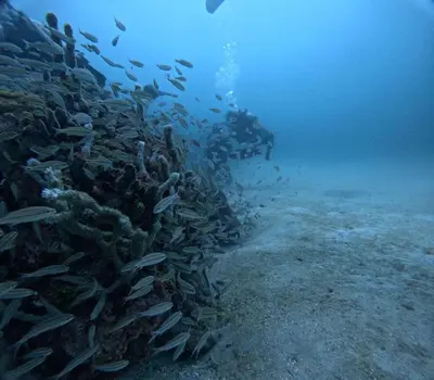 a school of fish on a coral reef at Villa del Atardecer Caribeño - JhonLimar in Bocachica