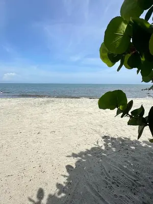 a shadow of a tree on a beach at Apartasuite x4 Playa Piscina Jacuzzi Zona Decameron Santa Marta in Santa Marta