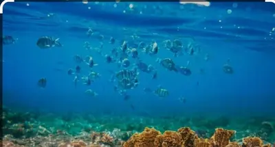 a group of fish swimming in the ocean at Ecohotel Nativa Beach in Cartagena de Indias