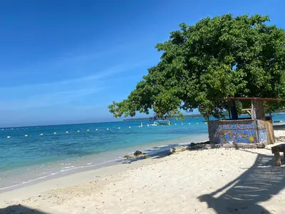 a tree on a sandy beach with the ocean at Amora Beach Camping in Baru