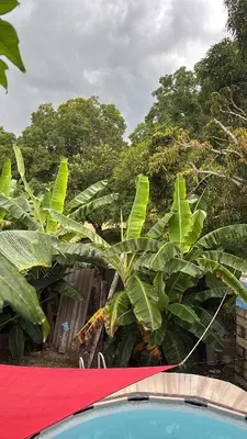 a plant with large green leaves next to a fence at Casa finca platanales in Cartagena de Indias
