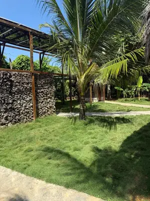 a palm tree in a yard with a stone building at Cabaña de Lujo en Isla Fuerte VIP in Isla Fuerte