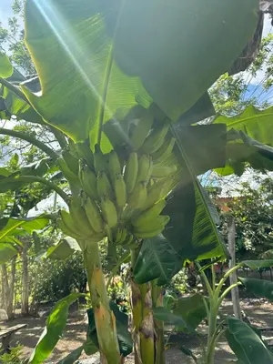a bunch of bananas hanging from a banana tree at La Dolce Villa! in El Mamey