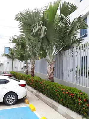a white car parked in a parking lot with palm trees at Hotel las Olas Malambo in Malambo