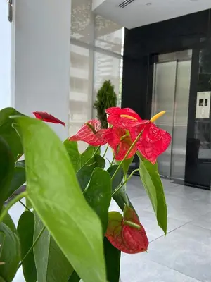a plant with red flowers in front of a building at Hotel Zi One Luxury in Cartagena de Indias