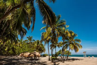 a group of palm trees on a beach at Hotel Irotama del Sol in Santa Marta