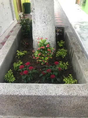 a flower bed around a tree with pink flowers at Cabaña La Fortaleza in Tolú