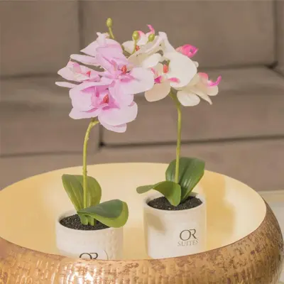 two white and pink flowers in white pots on a table at Hotel OR Suites in Barranquilla