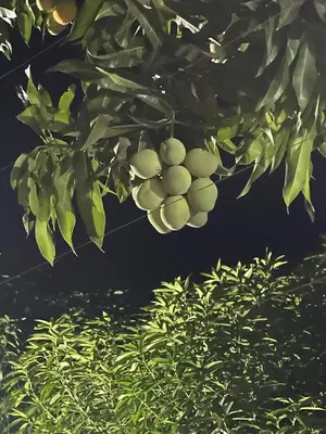 a bunch of green fruit hanging from a tree at Playa Bello Horizonte, vista preciosa in Gaira