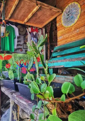 a house with a plant in front of it at DespertArte espacio de Arte y Hospedaje in Playa Blanca