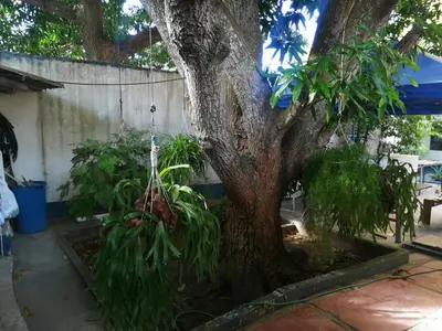 a tree in a garden with plants around it at Hospedaje Altamira in Barranquilla