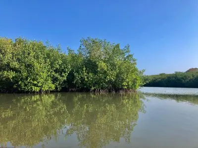 a group of trees in the middle of a river at Hostal Casa en la Ciénaga Rincon del Mar in Rincón