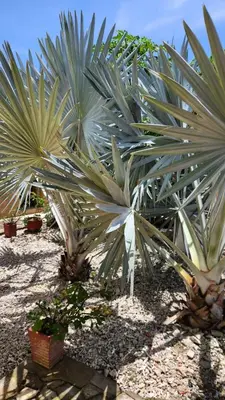 a group of palm trees in a garden at Casa Bustani Isla in Bocachica