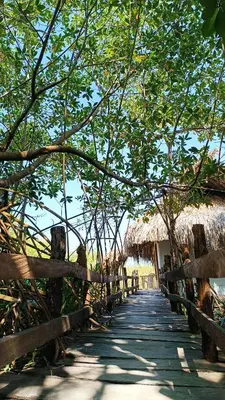 a wooden path with a fence and trees and a building at El Viejo del Mar in San Bernardo del Viento