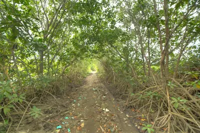 a dirt road in the middle of a forest at El Viejo del Mar in San Bernardo del Viento