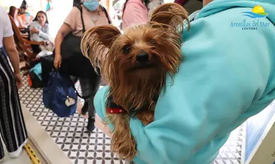 a small dog is wrapped in a blanket at Arenillas del Mar in Tolú