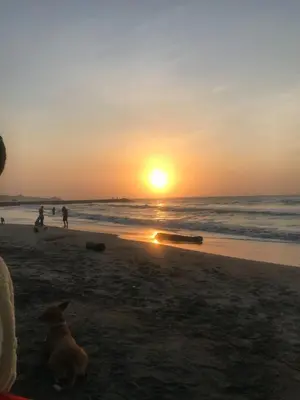 a dog sitting on the beach at sunset at Hotel Villa Mary Apartaestudios playa in Puerto Colombia