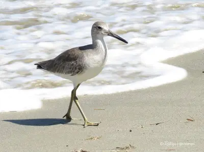 a bird walking on the beach near the water at Casita Caribe en reserva natural, playa privada, kayaks, wifi, aire acondicionado in San Onofre