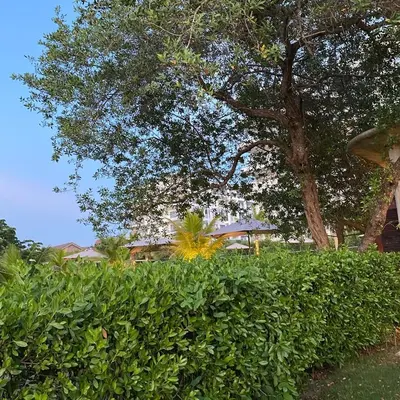 a hedge in front of a tree and a house at ✰ Beach Loft ✰ Condominio de lujo ✰ in Cartagena de Indias