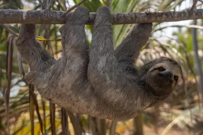a three toed sloth hanging from a tree at CasaCoral Hotel in Isla Fuerte